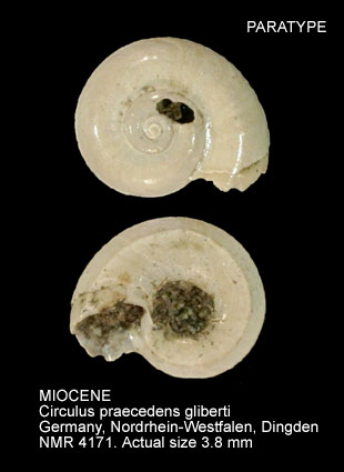 MIOCENE Circulus praecedens gliberti.jpg - PARATYPE MIOCENE Circulus praecedens gliberti A.W.Janssen,1967
